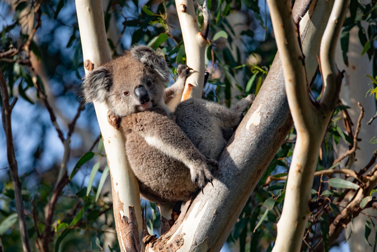 Exceptional Kangaroo Island -  Hero -  Koala
