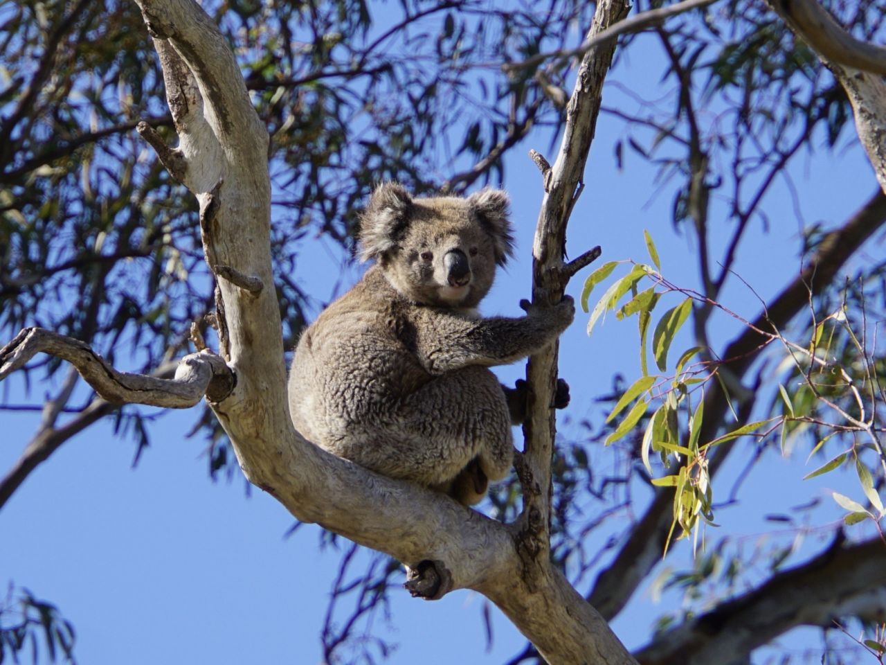 5 Best Places to See Koalas in the Wild | Australian Wildlife Journeys