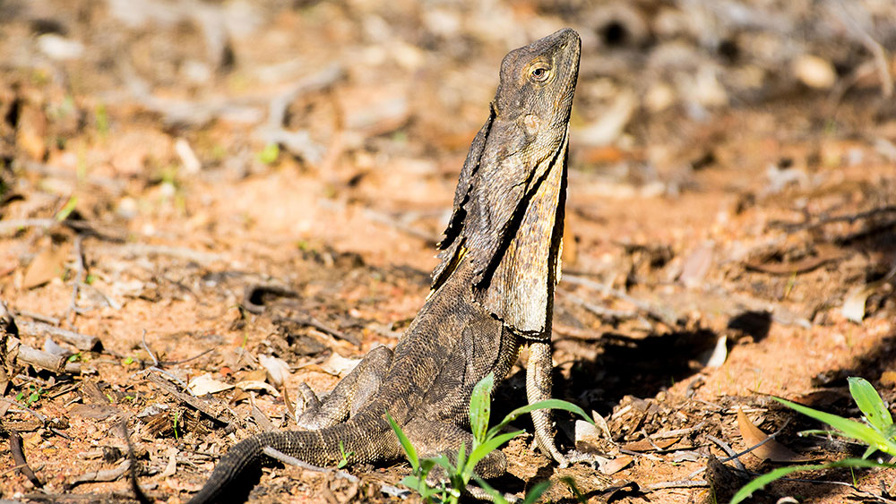 Frill-necked Lizard - Lamb Range Hike