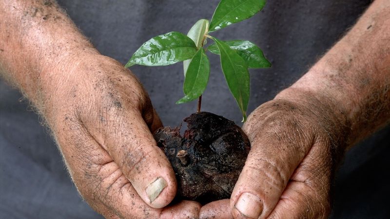 Botanic Arc Fruit - FNQ Nature Tours