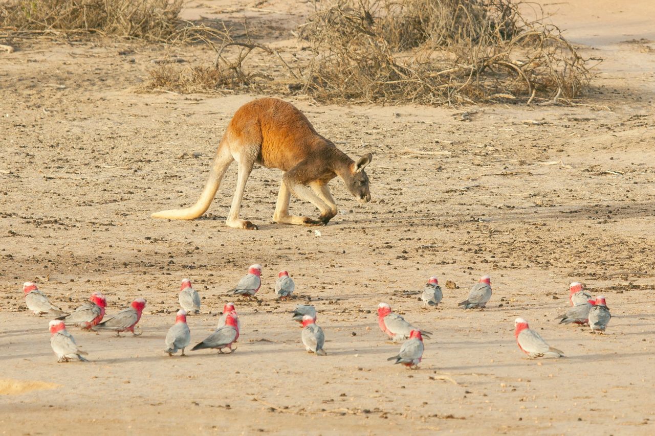 Red Kangaroo