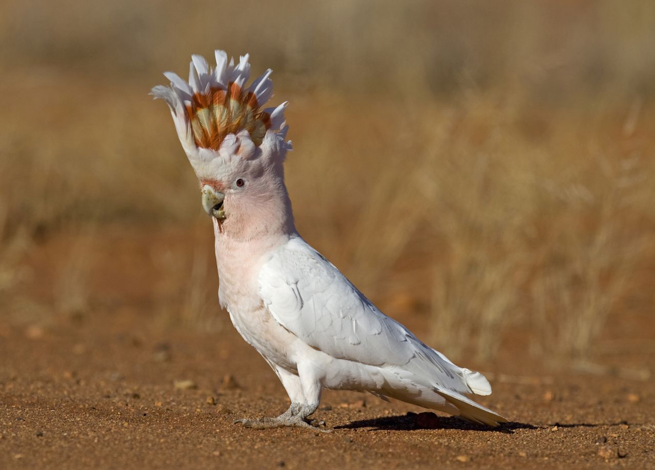 Pink Cockatoo