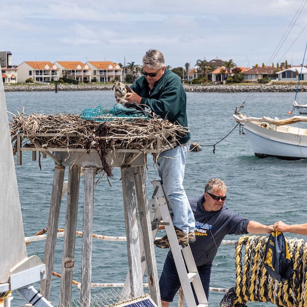 Osprey Tagging