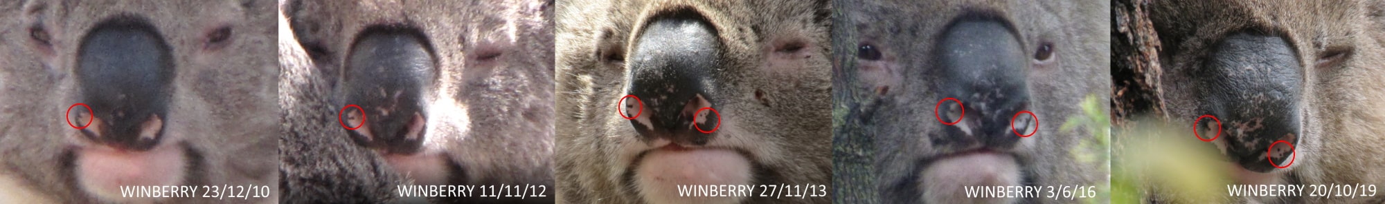 Koala Nose Markings