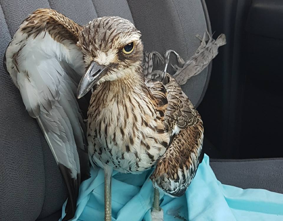 Bush stone Curlew Rescue