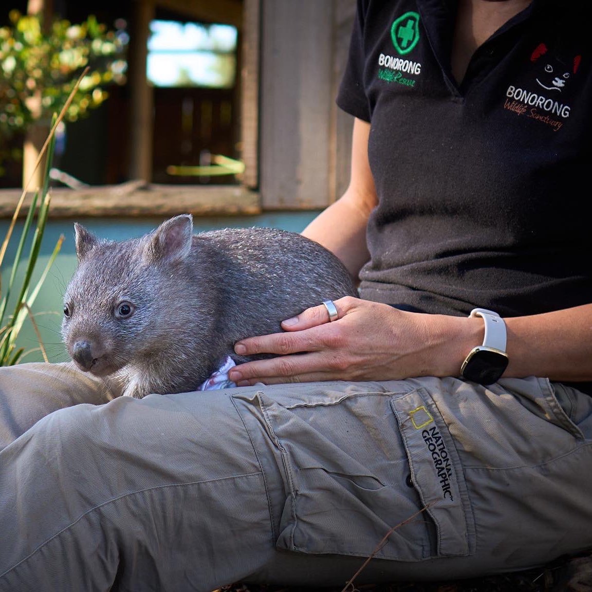 Wombat Rescue