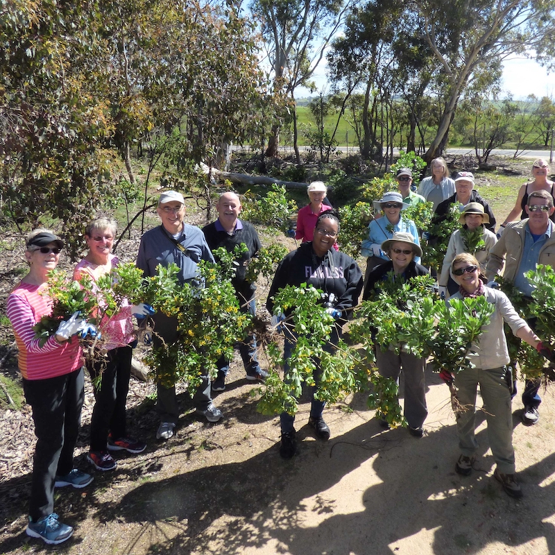 Boneseed Control Program