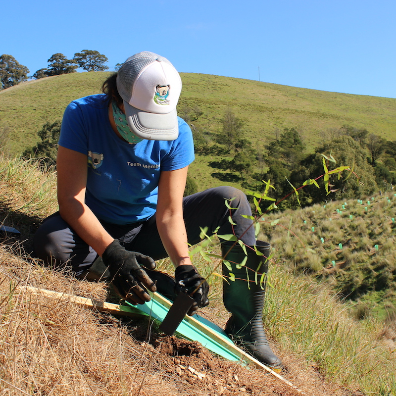 Tree Planting