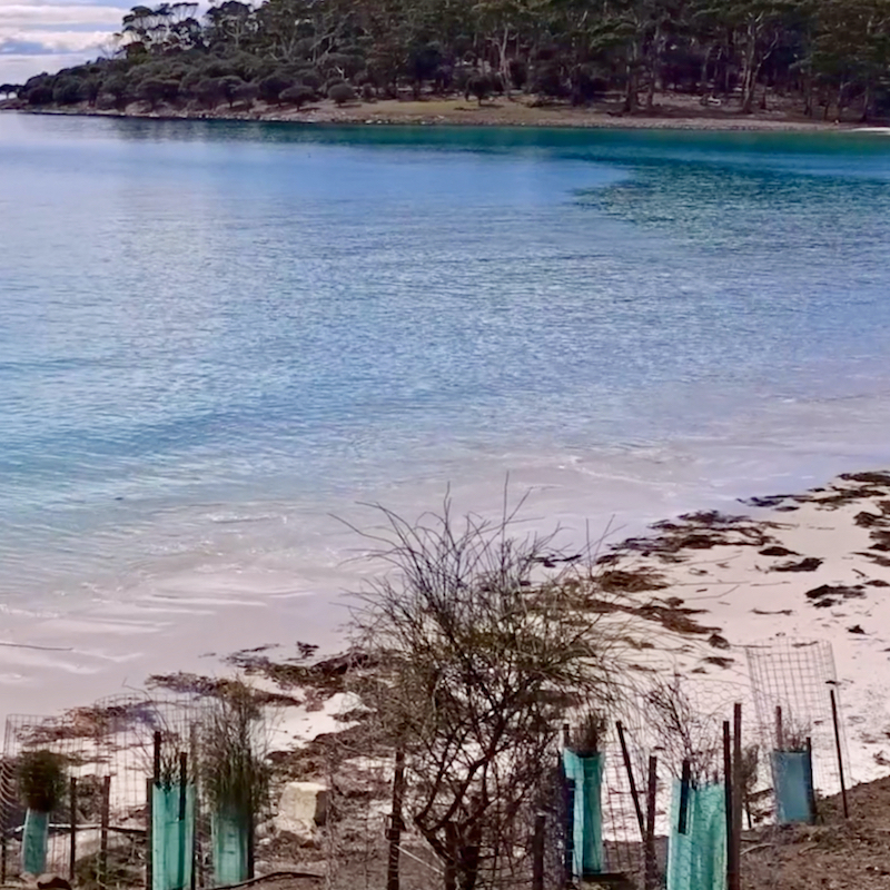 Maria Island Tree Planting