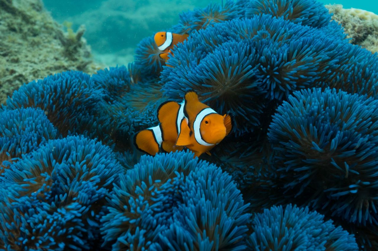 Frankland Islands Reef Cruises, Ocellaris Clownfish in Blue Anemone