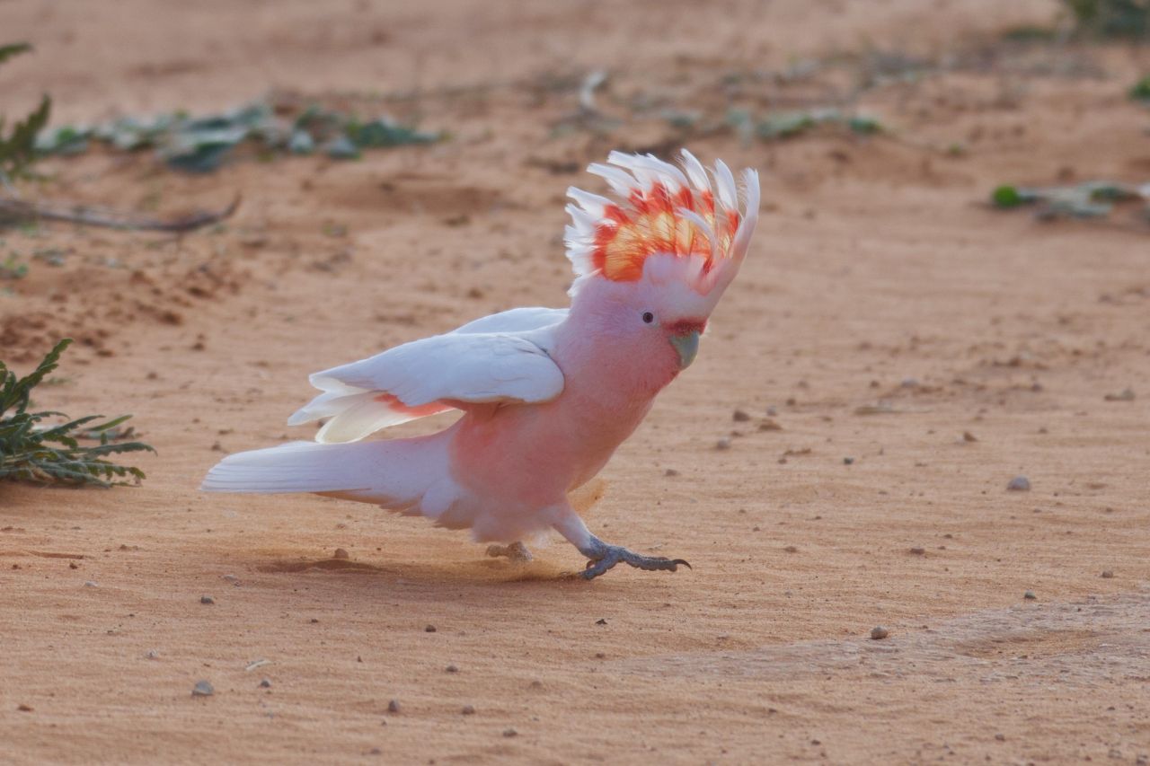 Pink Cockatoo 02