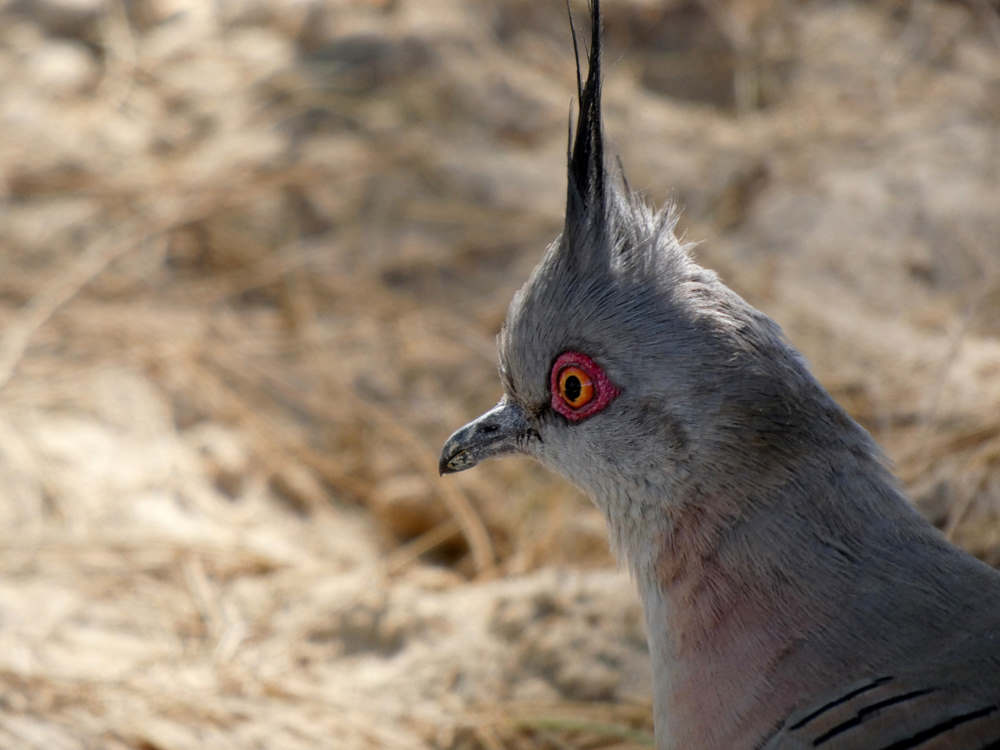 Crested Pigeon - Ningaloo/Exmouth - Jennie Wiles (guest on tour)