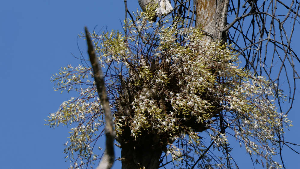 Thin Paperbark Orchid (Dendrobium foelschei) - Tony Martin (tour guest)