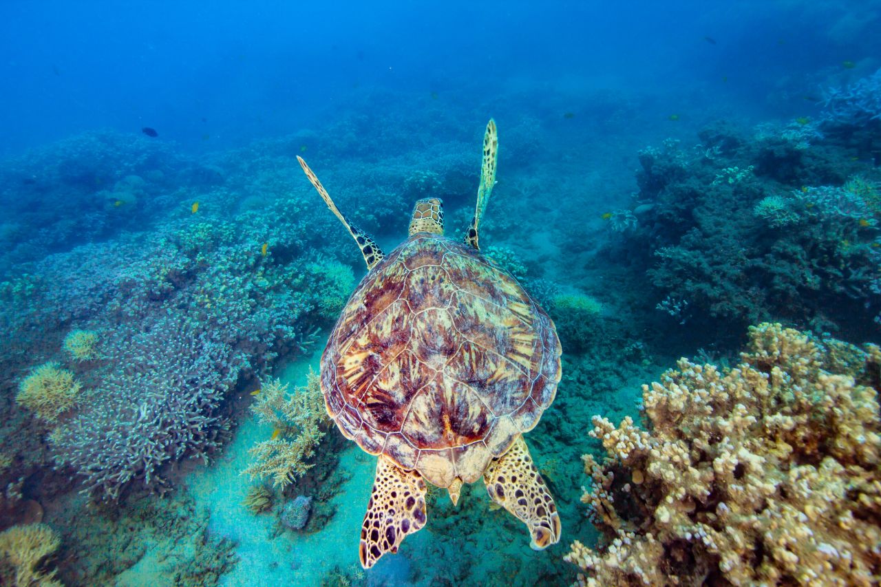 Frankland Islands Turtle Hero