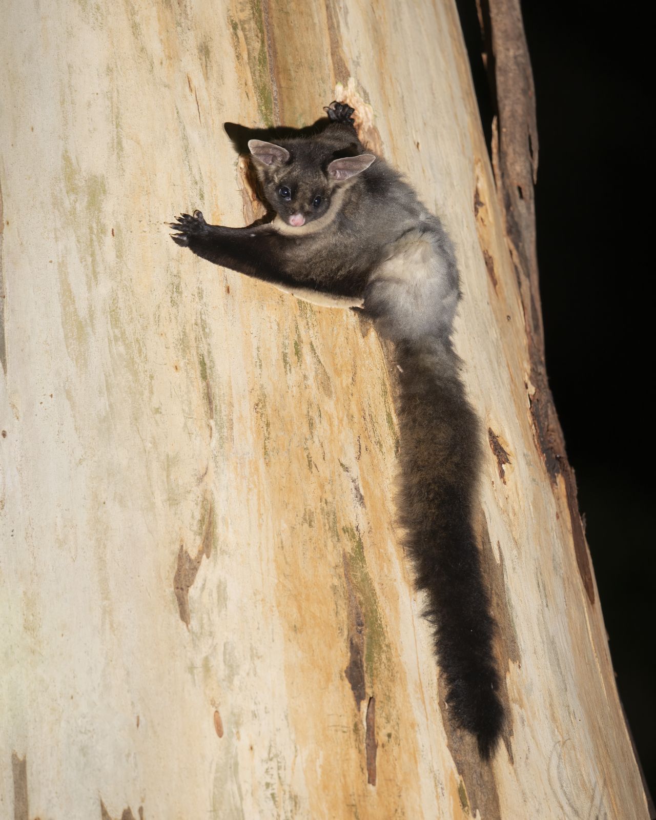 Yellow-bellied Glider - Credit Justin Cally