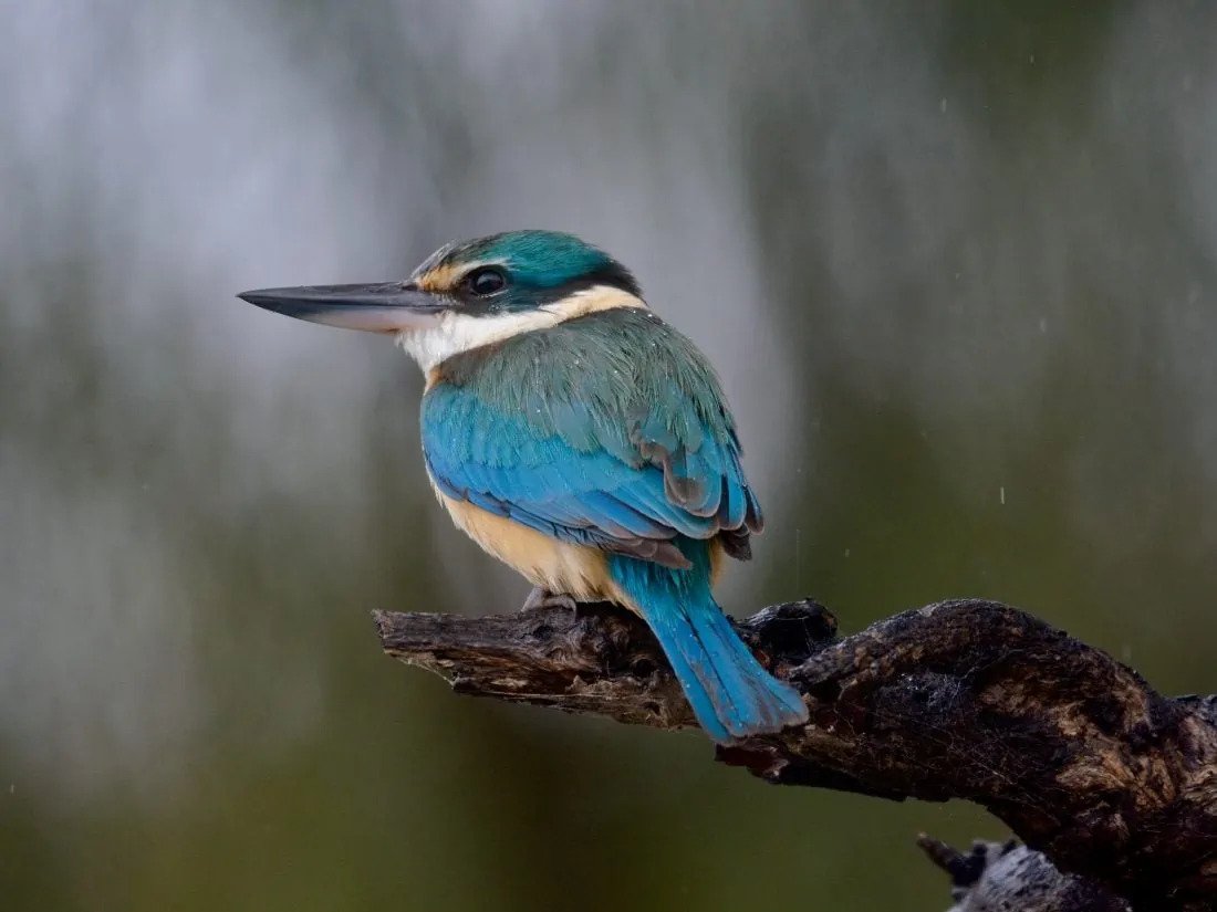 Murray River Trails - Sacred Kingfisher
