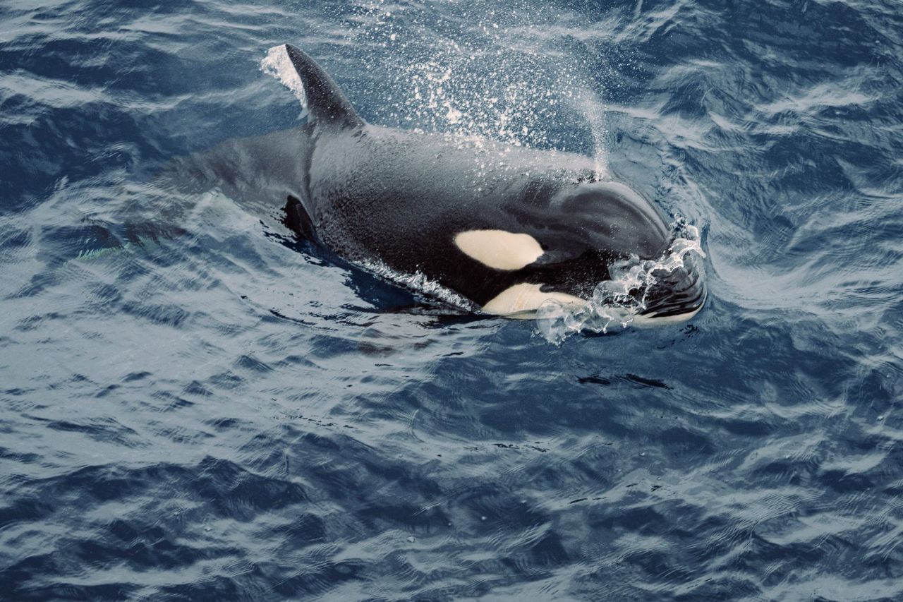 Naturaliste Charters - Orca Hero