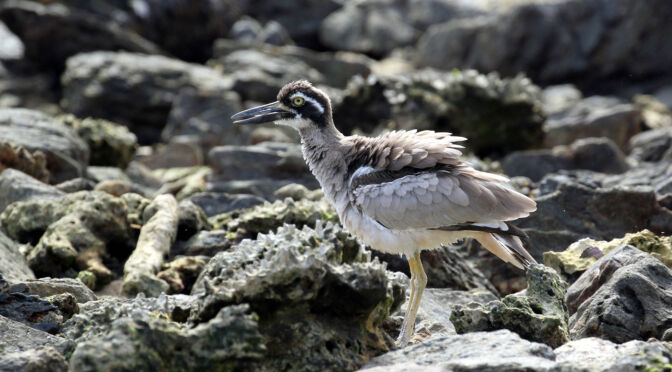 Beach Stone-Curlew