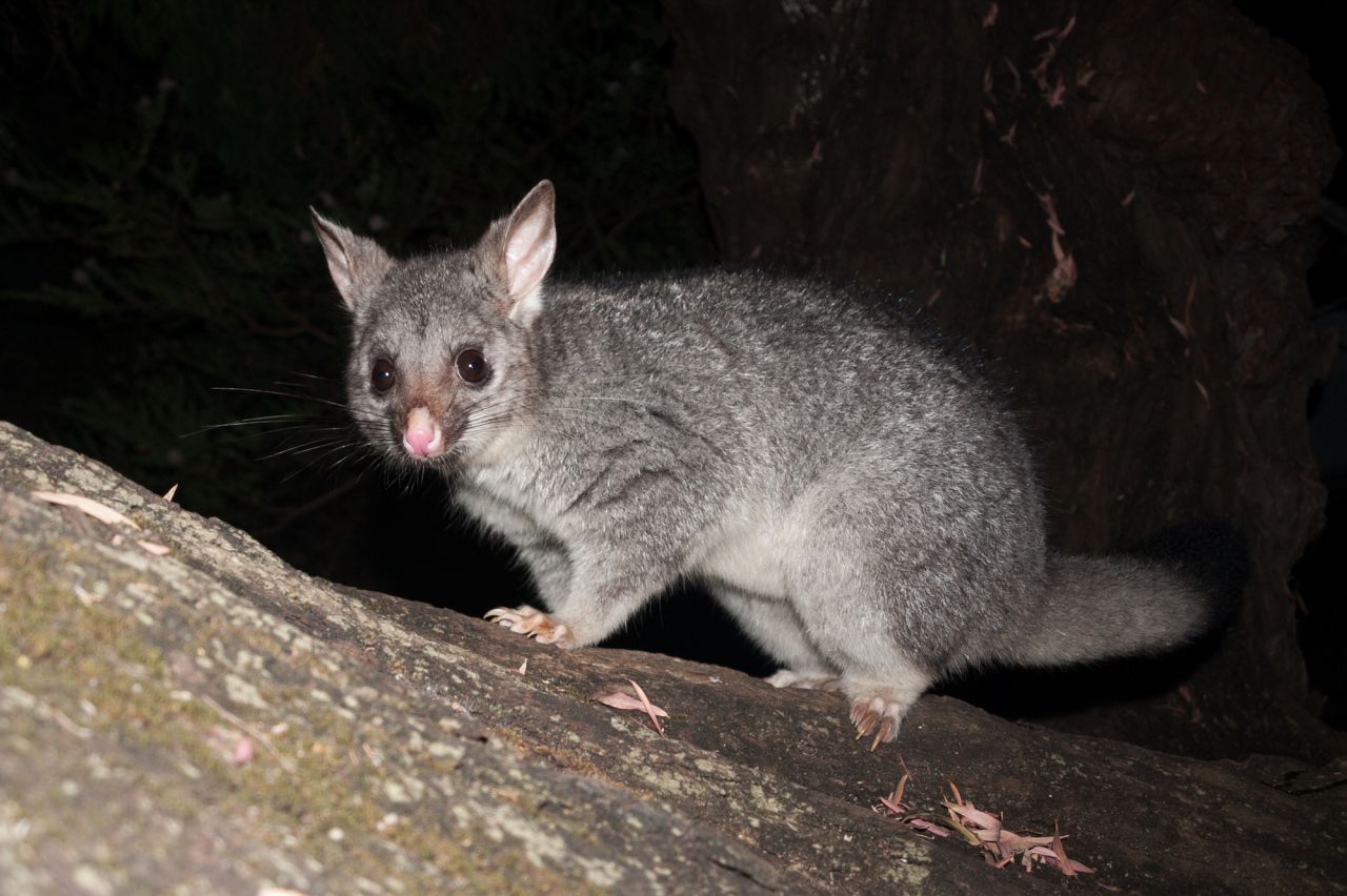 Brush-tailed Possum