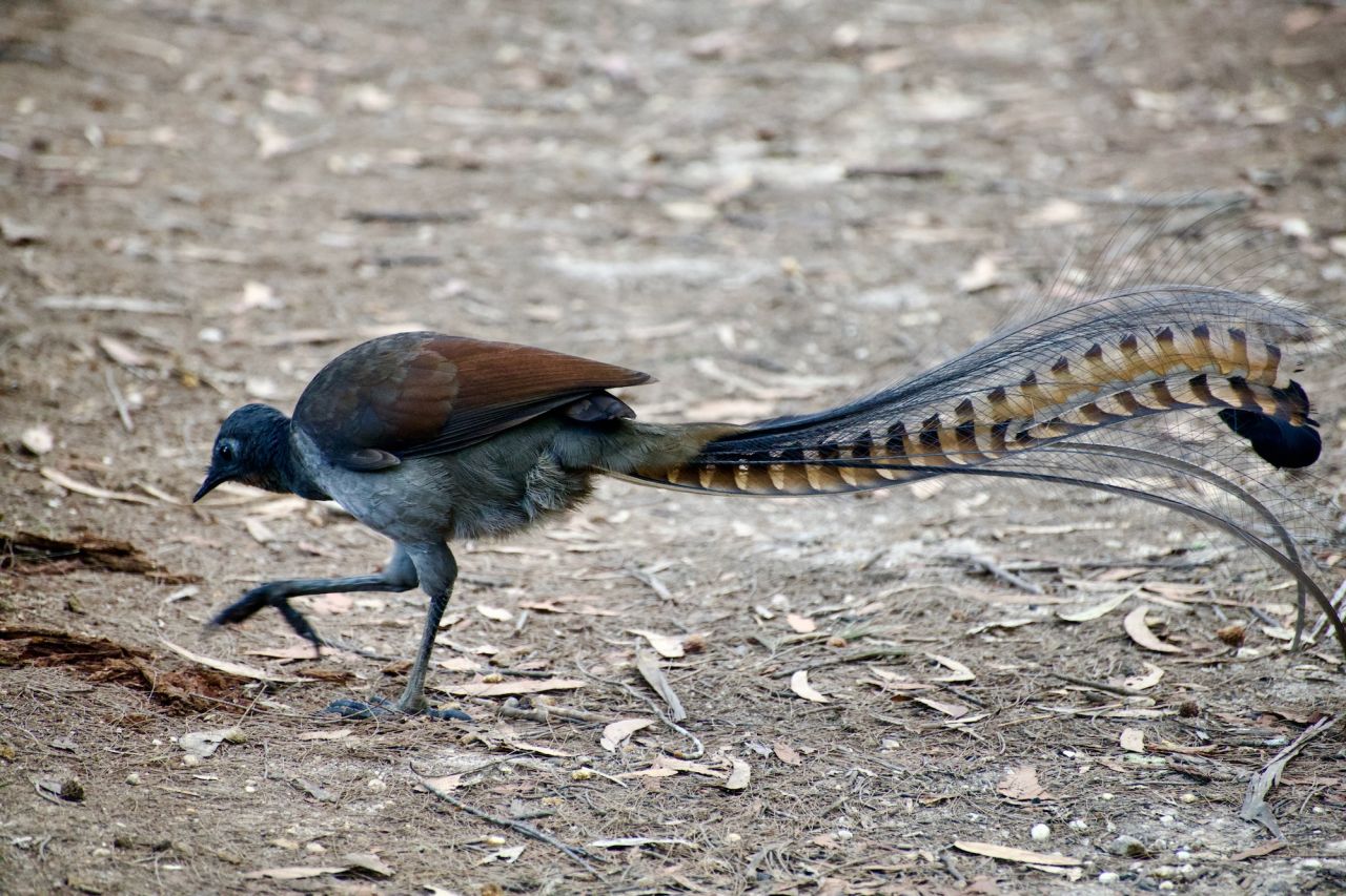 Superb Lyrebird