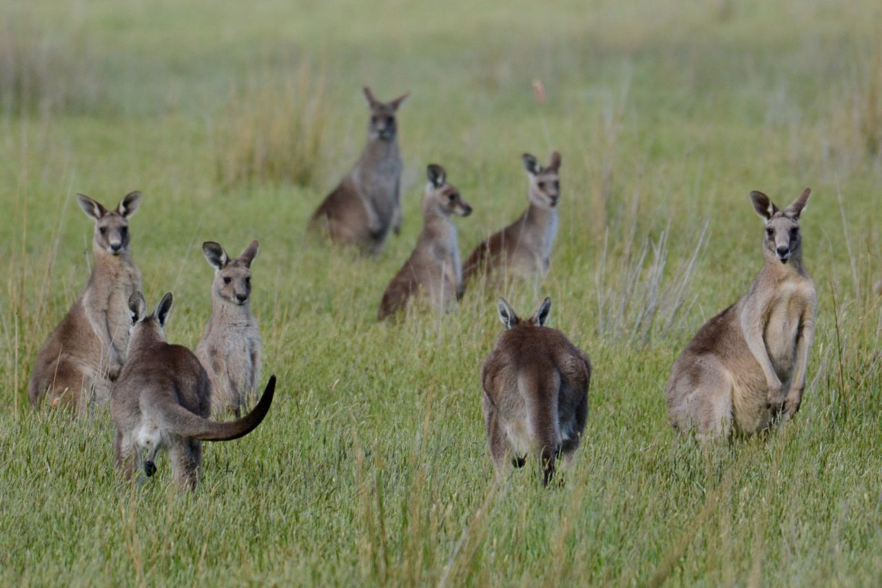 Eastern Grey Kangaroos