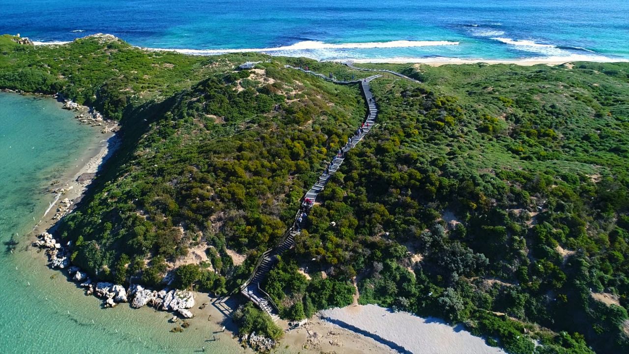 Penguin Island Vegetation