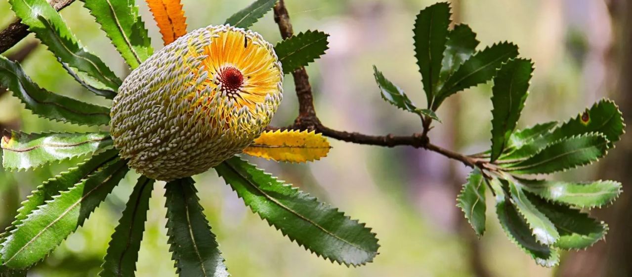 Old Man Banksia