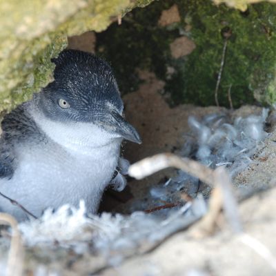 Little Penguin