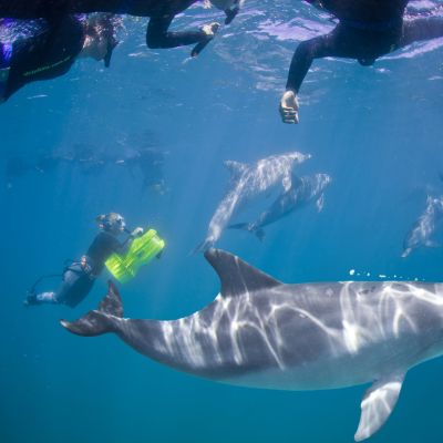 Dolphin Swim Hero