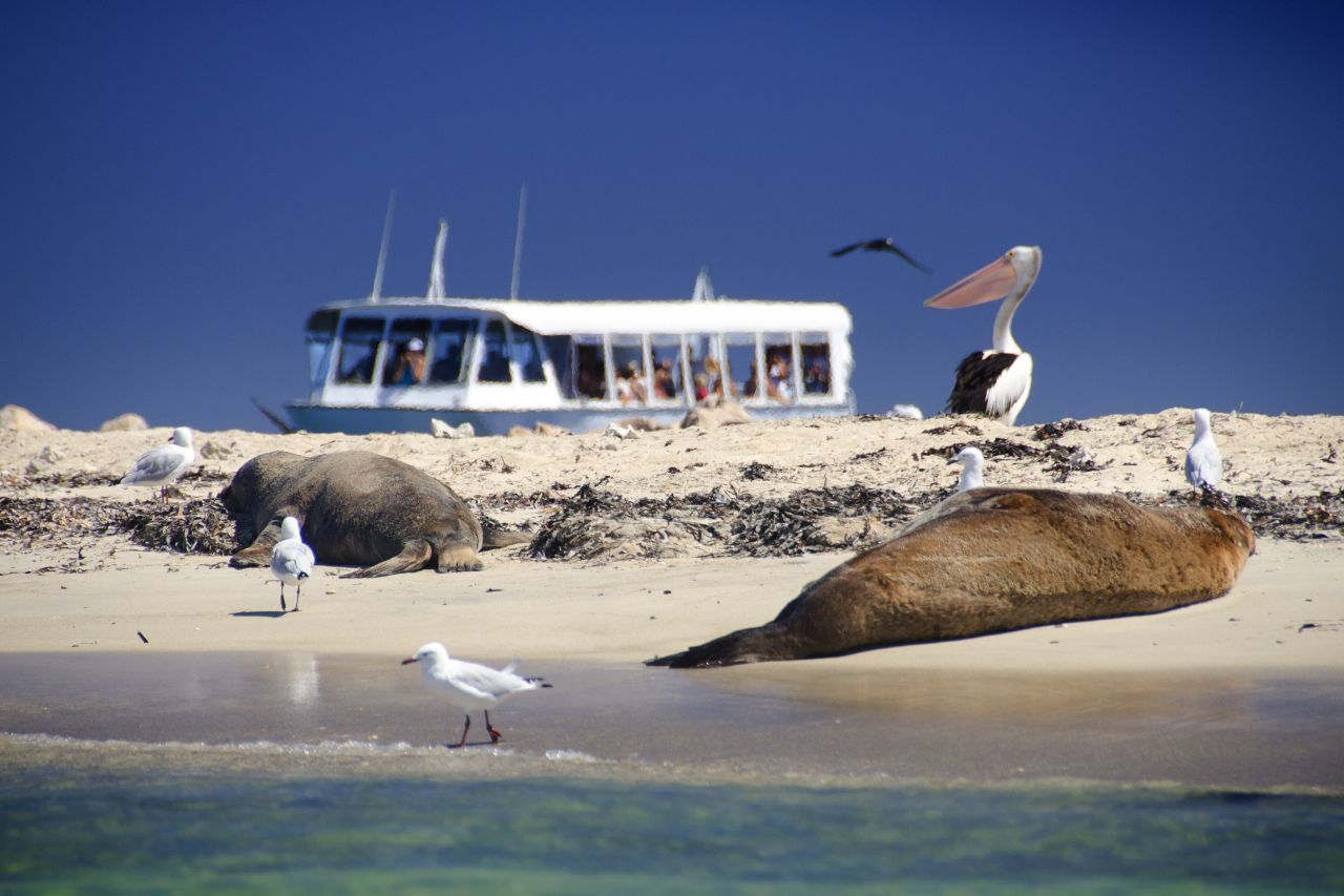 Sea-lions on Beacheach