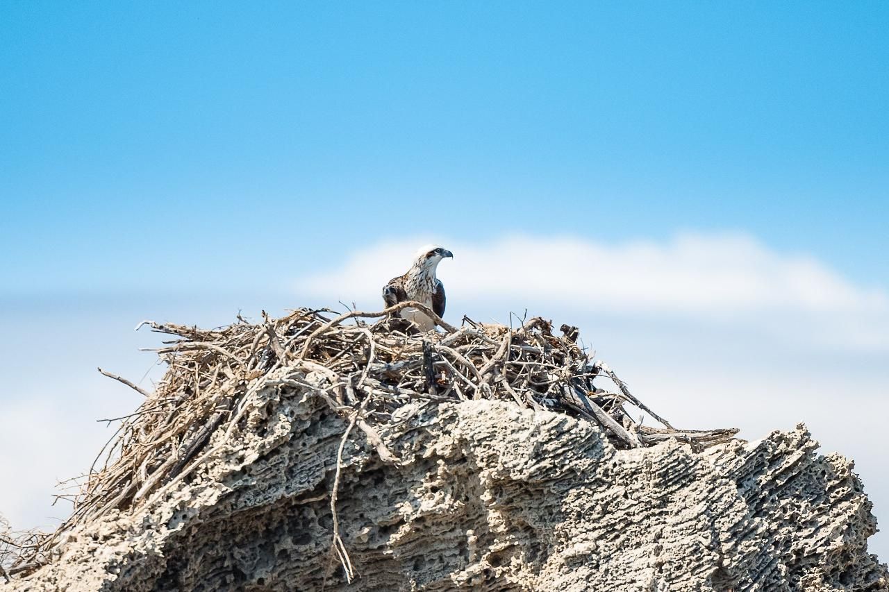Osprey