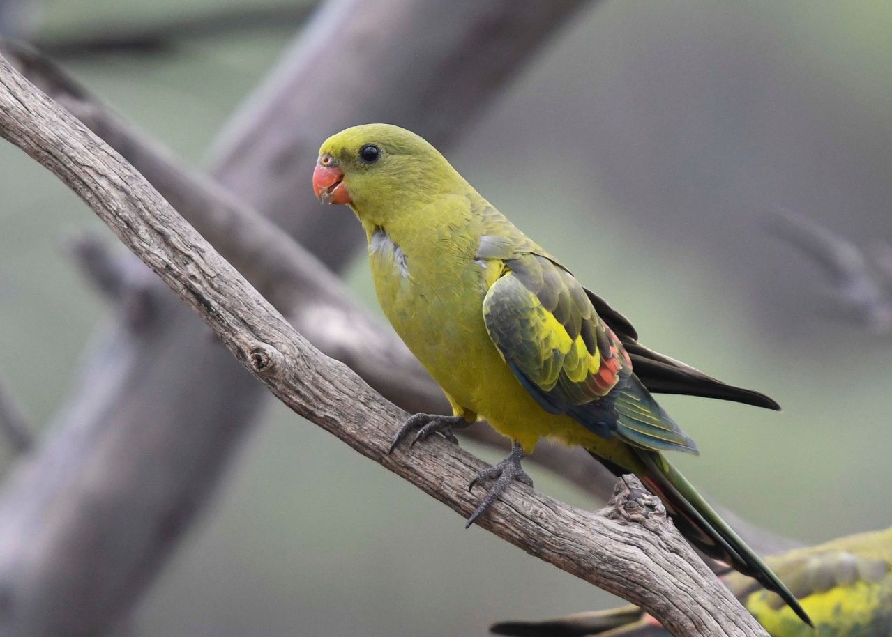 Murray River Trails - Regent Parrot