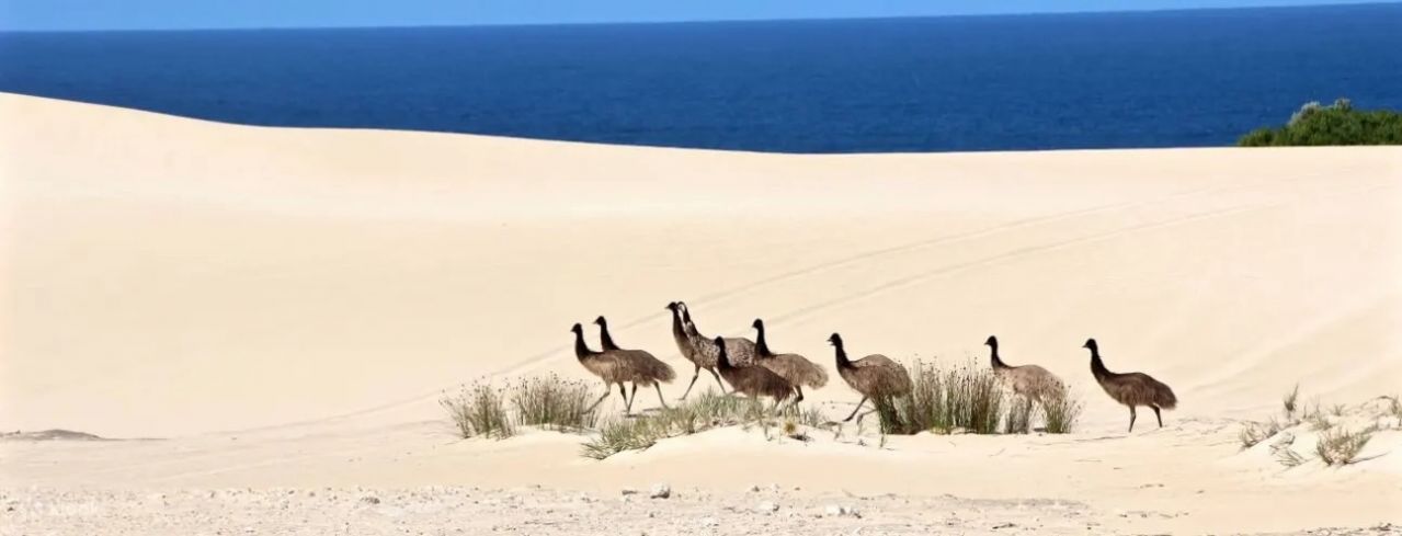 Emus on Dunes