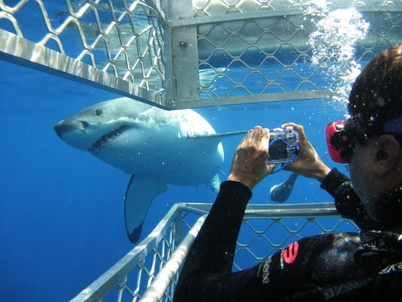 Australian Coastal Safaris - Great White Shark Cage Diving