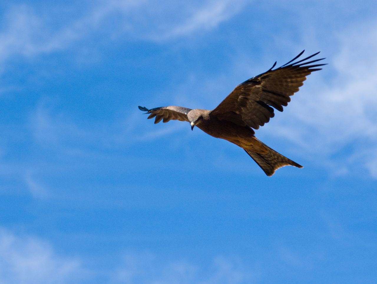 Black Kite - Mungo