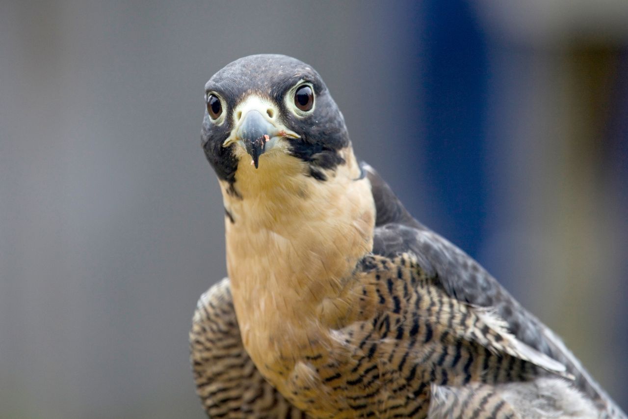 Peregrine Falcon - Exceptional Kangaroo Island