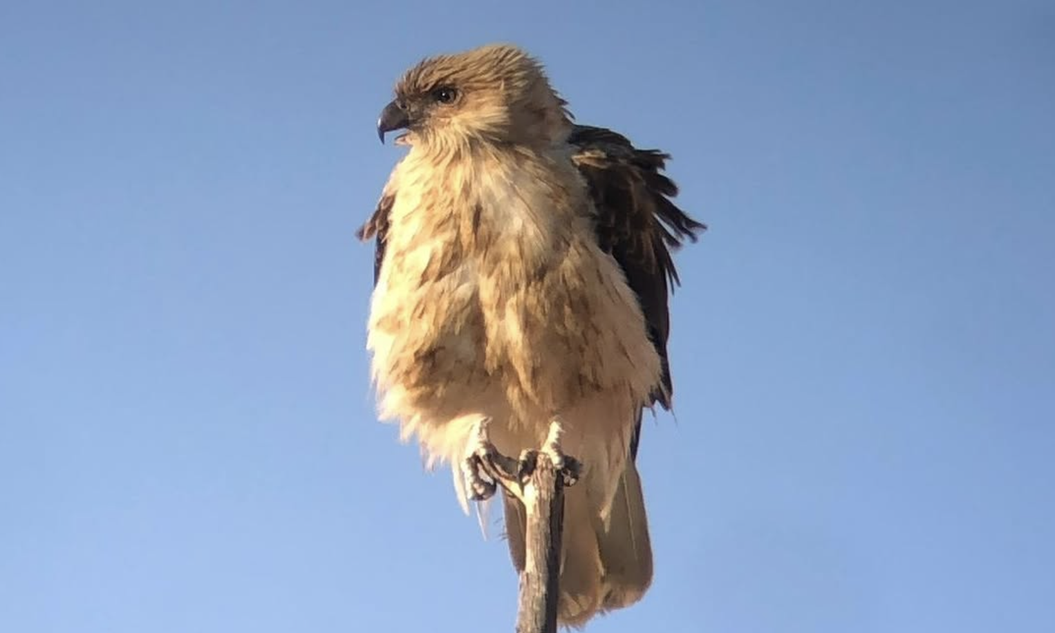 Whistling Kite