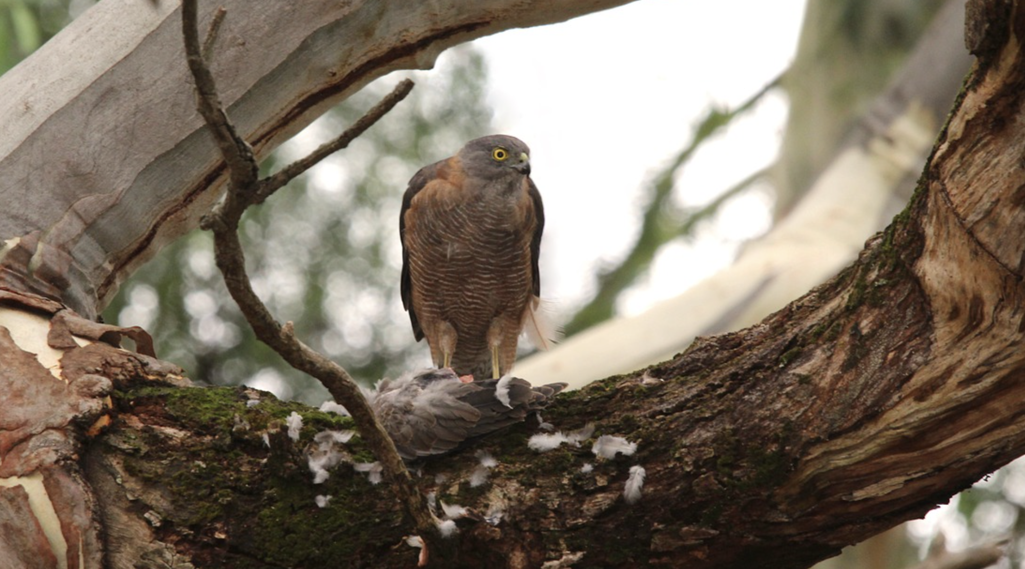 Brown Goshawk