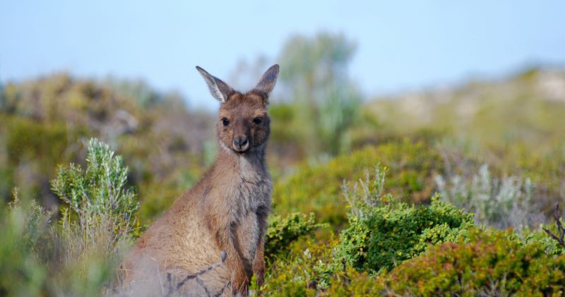 Eyre Peninsula Region - Hero 02