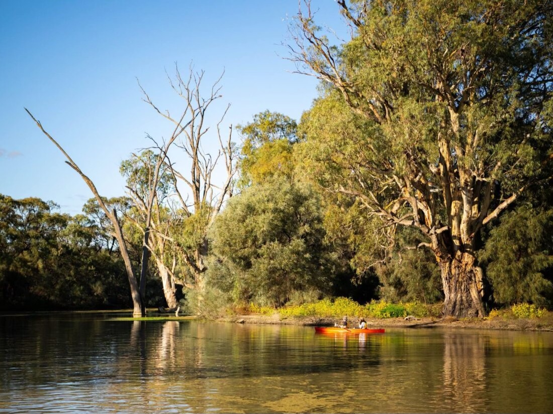 Kayaking - Murray River Safari