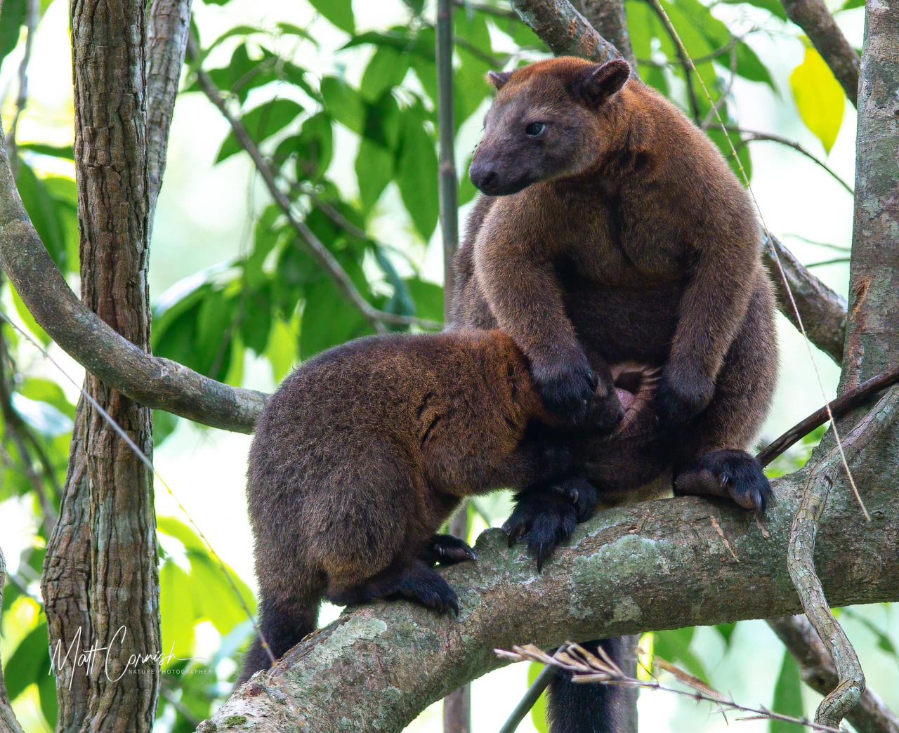 Bennett's Tree-kangaroo - Matt Cornish