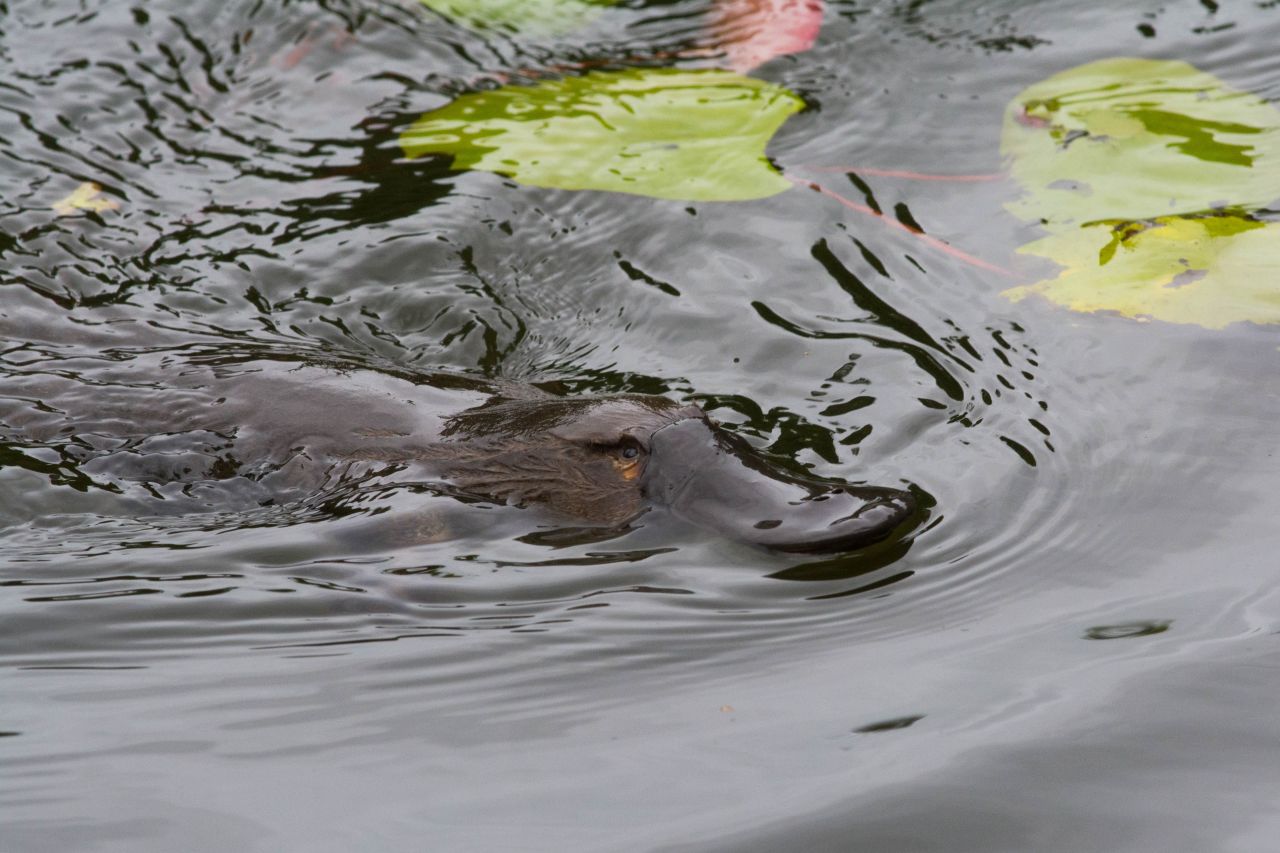 FNQ Nature Tours - Platypus