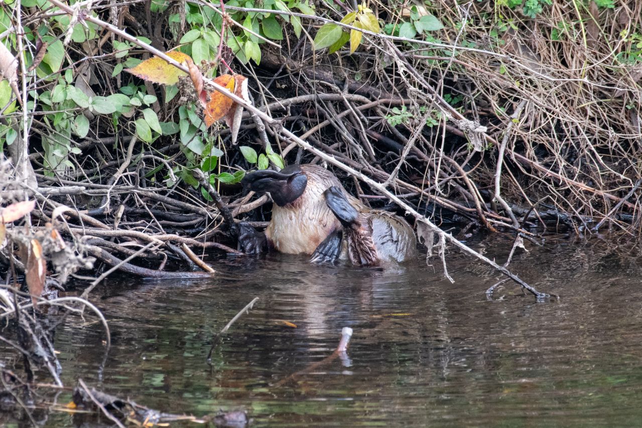 Premier Travel Tasmania - Platypus
