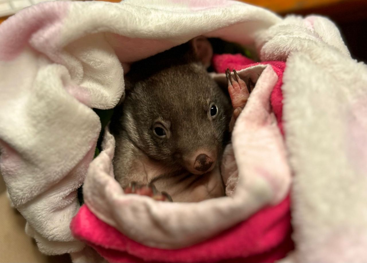 Wildlife Safe Tasmania - Credit