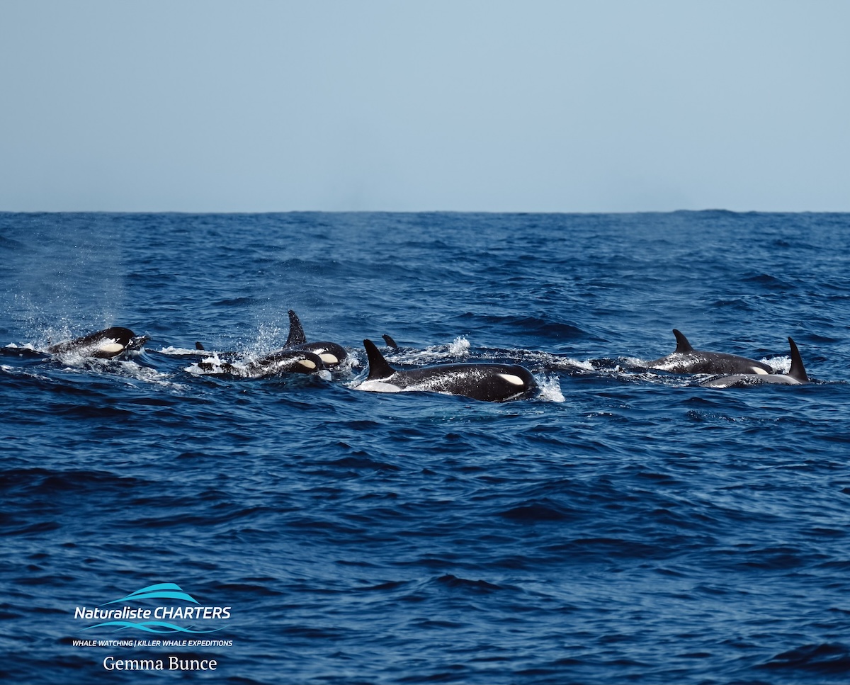 Orcas - Blog 7