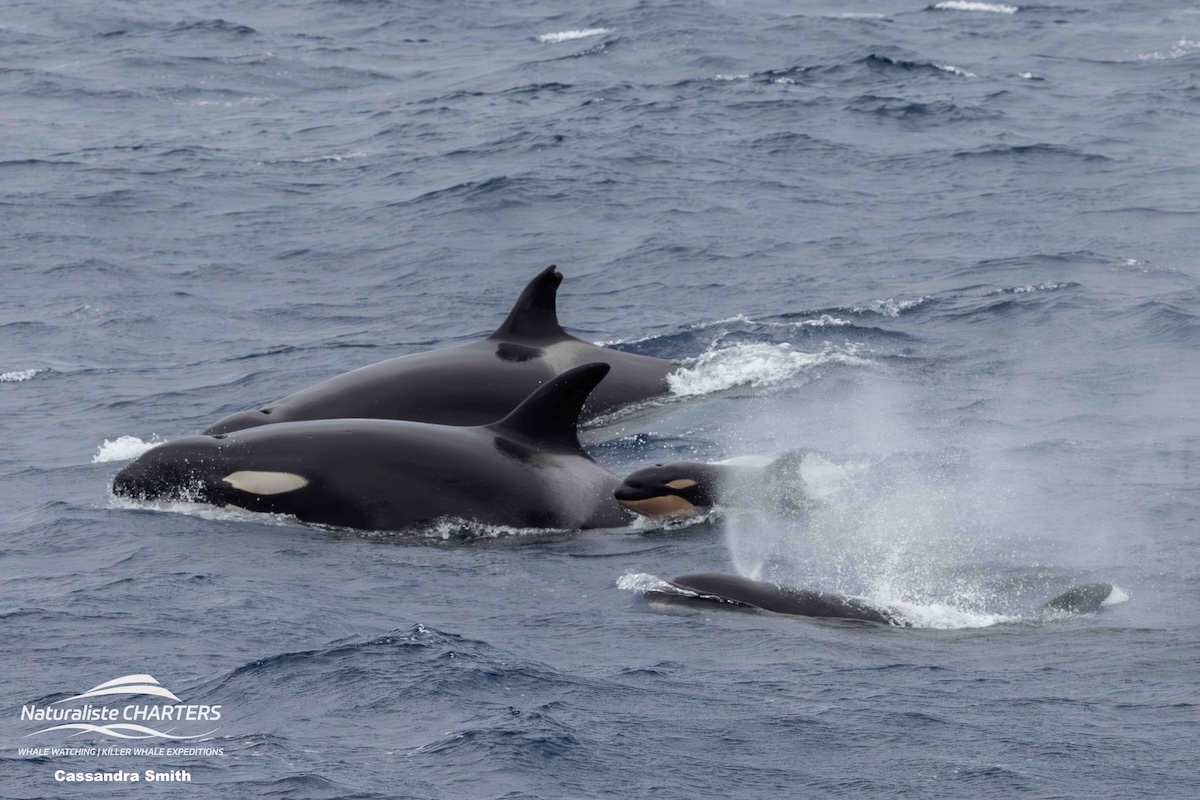 Orcas - Blog 4