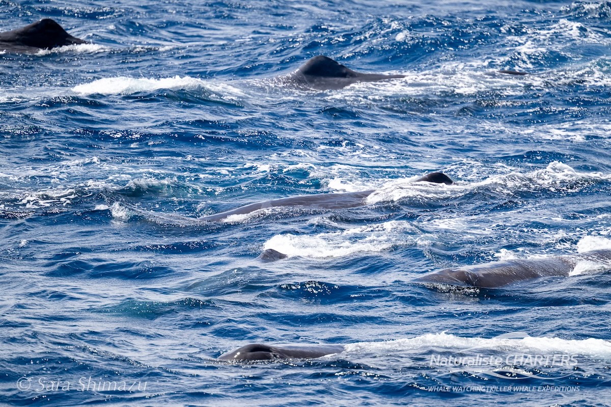 Orcas - Blog 2