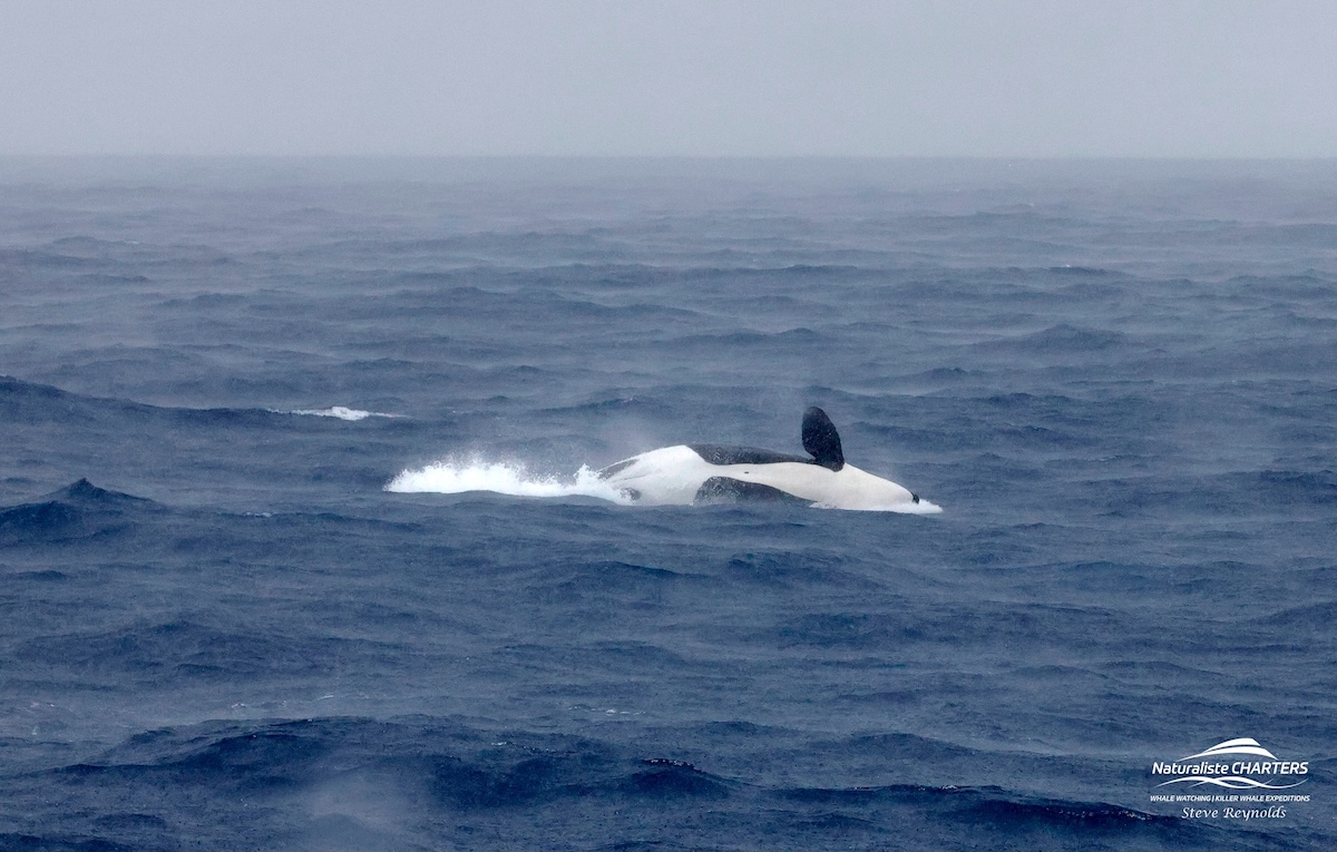 Orcas - Blog 1