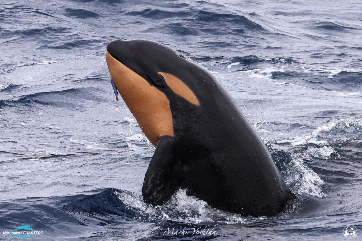 Orcas - Blog 3