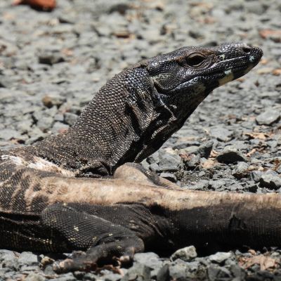Lace Monitor, Vision Walks Eco-Tours